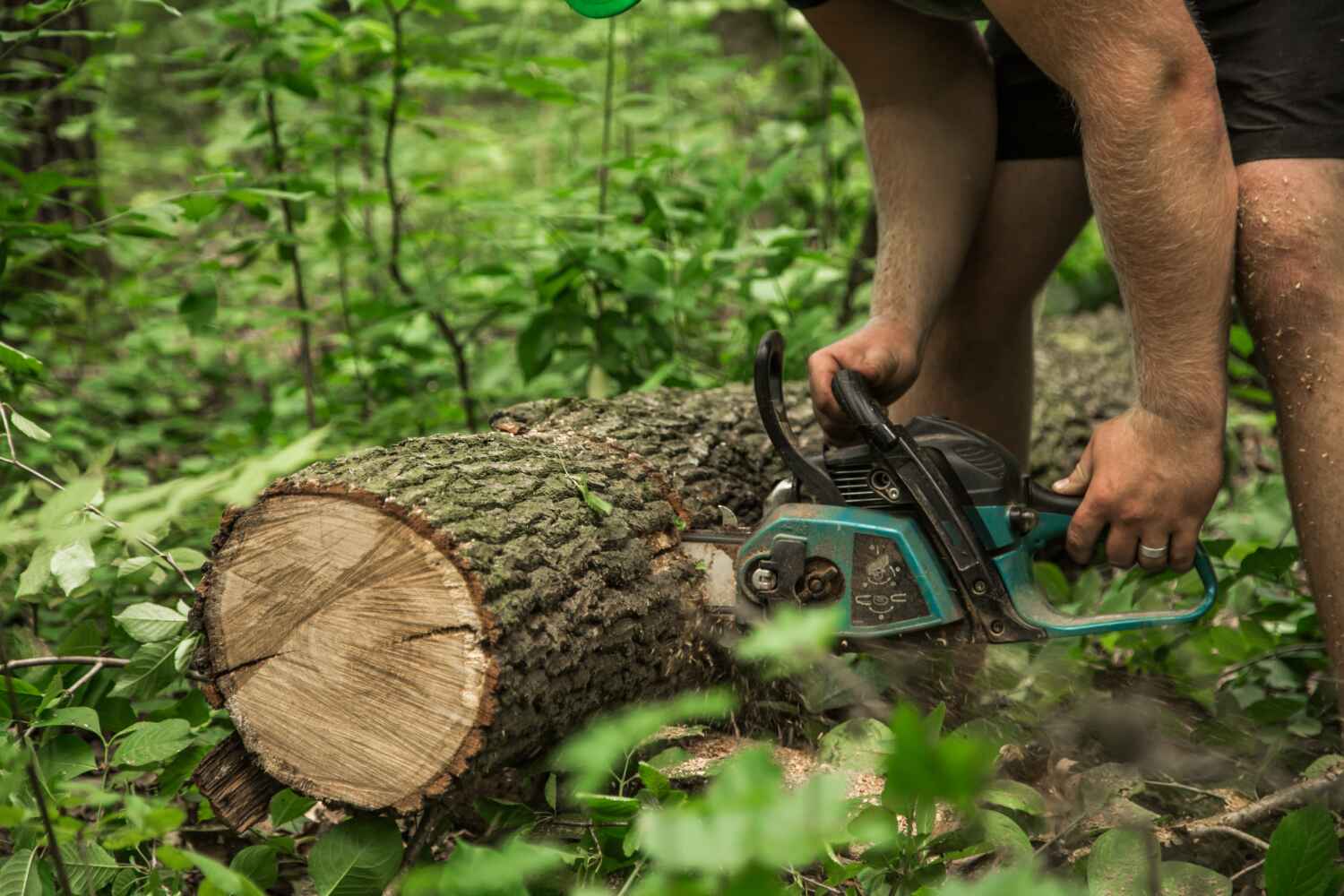 The Steps Involved in Our Tree Care Process in Konterra, MD